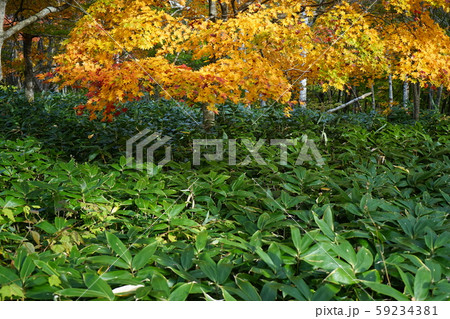 早坂峠の秋 早坂峠の秋 59234381