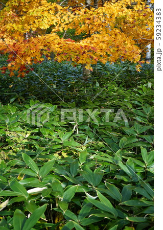早坂峠の秋 59234383
