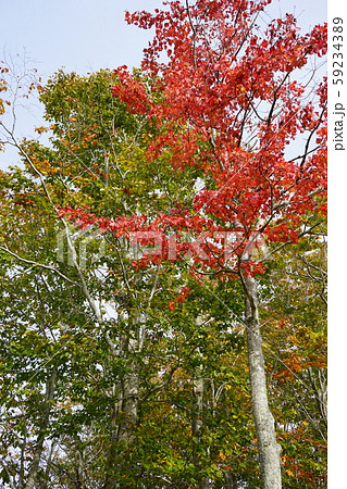 早坂峠の秋 早坂峠の秋 59234389