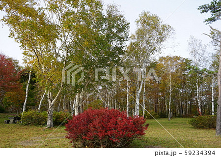 早坂峠の秋 59234394