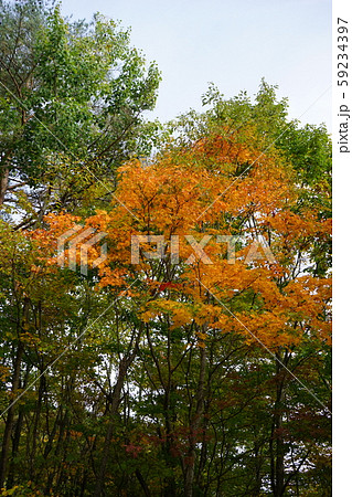 早坂峠の秋 早坂峠の秋 59234397