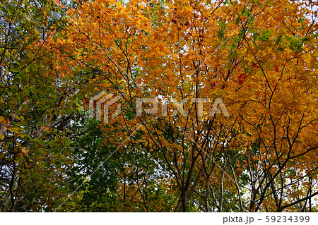 早坂峠の秋 早坂峠の秋 59234399