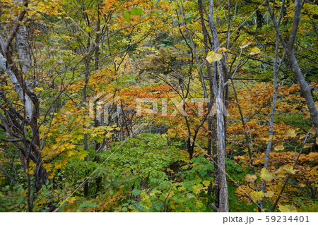 早坂峠の秋 59234401