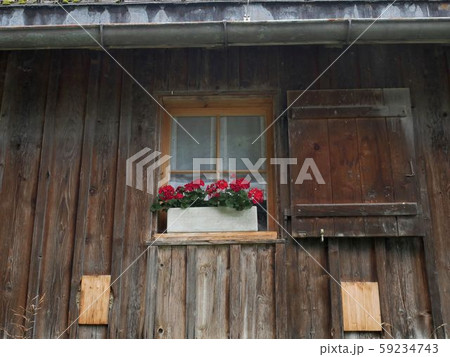 スイスの山小屋の外壁　窓際を飾る赤いゼラニウムが美しい 59234743