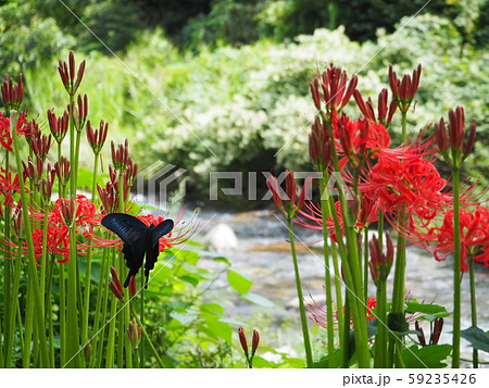 彼岸花 / cluster amaryllis 59235426