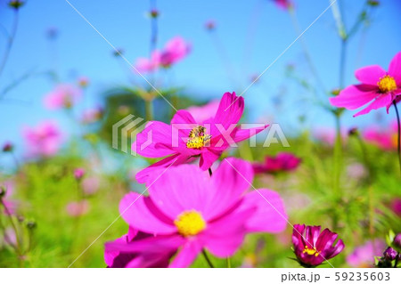 秋桜（コスモス）、花言葉は「調和・乙女の純潔」 59235603