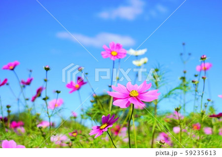 秋桜（コスモス）、花言葉は「調和・乙女の純潔」の写真素材 [59235613 