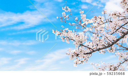 桜の花 59235668