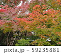 紅葉 59235881