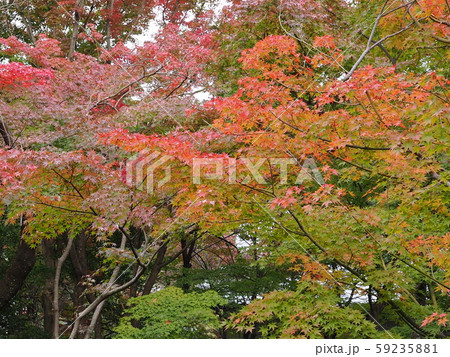 紅葉 紅葉 59235881
