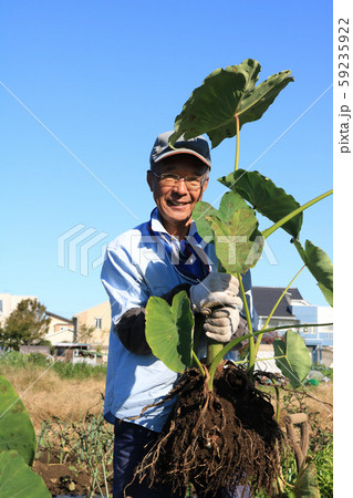 里芋を収穫する男性 59235922