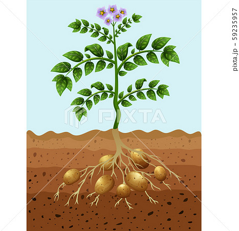 Potatoes Planting In The Groundのイラスト素材