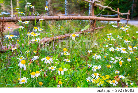 Vibrant summer background with wooden fence and camomiles 59236082