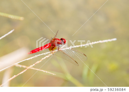 Ecological concept background. Red dragonfly resting on a straw, place for text 59236084