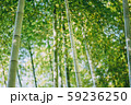 竹林 59236250