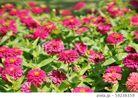 Flower Festival View of King Rama 9 Park 59236359