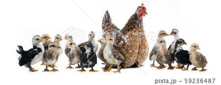 Hen and her chicks isolated on a white Hen and her chicks isolated on a white 59236487