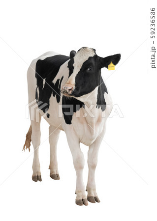 black - white cow isolated on a white background. 59236586