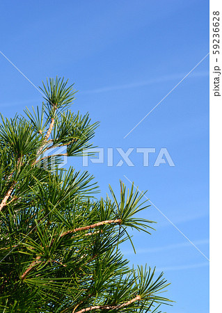 Japanese umbrella pine 59236628