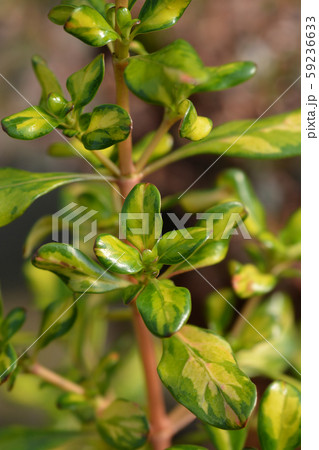 Looking-glass plant Lemon and Lime 59236633