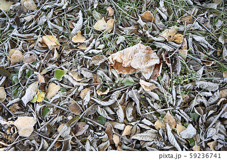 霜が降りた地面 59236741