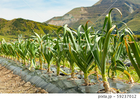 玉ねぎ畑 59237012