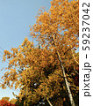 紅葉 59237042