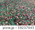 落ち葉 59237043