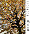 紅葉 59237044