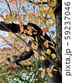 紅葉 59237046
