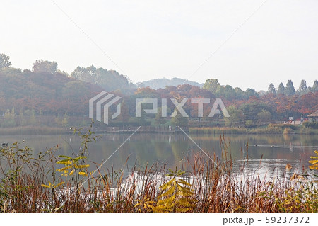 仁川大公園 湖 朝 59237372