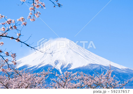 桜と富士山 59237657