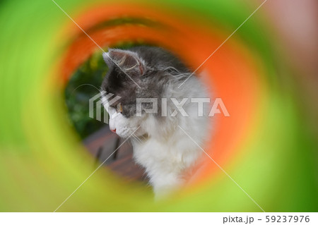 Beautiful cat playing with colorful toy springs Beautiful cat playing with colorful toy springs 59237976