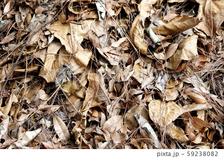 落ち葉 59238082