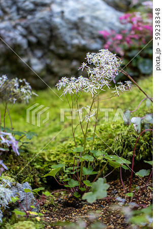 ダイモンジソウ 59238348