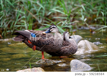 河川 羽ばたき ペア 59238564