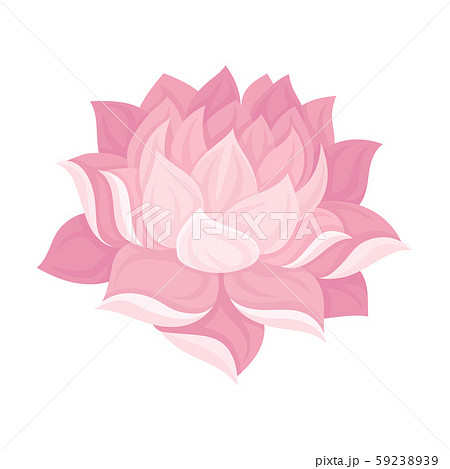 Magnificent Waterlily Flower Bud With Tender Petals Vector Illustration 59238939