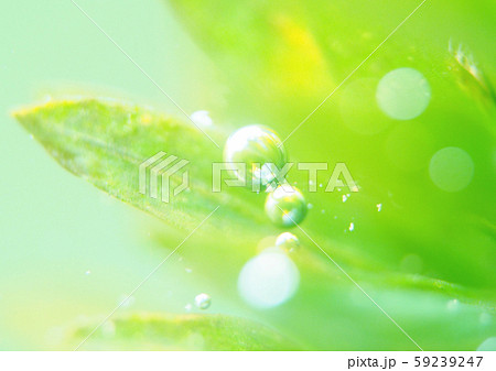 オオカナダモ 光合成 オオカナダモ 光合成 59239247