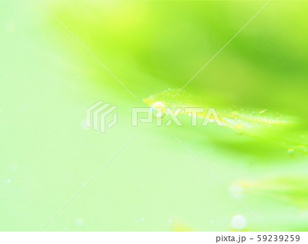 オオカナダモ 光合成2 オオカナダモ 光合成2 59239259