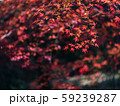 紅葉 59239287