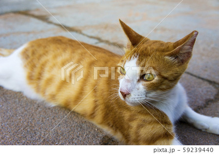 猫 道猫 目 59239440