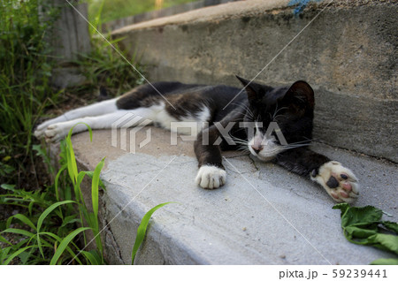 猫 道猫 休憩 59239441
