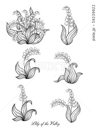 Lily of the valley, Lily of the valley, 59239922
