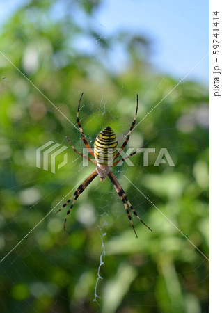 ナガコガネグモ、メス、昆虫イメージ素材 59241414