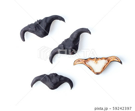 Water caltrop or horn chestnut or water chestnut 59242397