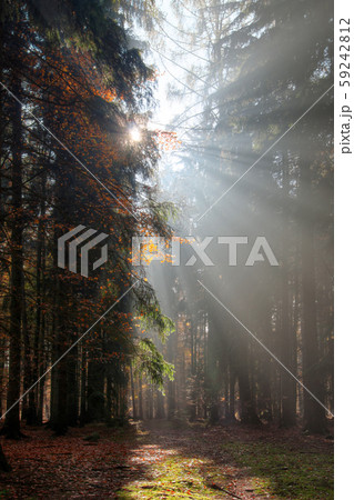 Sun rays in the morning forest - God beams 59242812