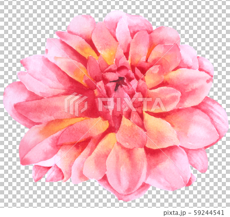 Pink Flower watercolour isolated on white background Hand drawn painted 59244541