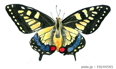 Butterfly watercolor collection isolated onのイラスト素材