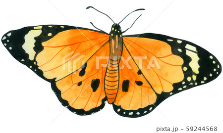 Butterfly watercolor collection isolated onのイラスト素材