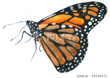 Butterfly watercolor collection isolated onのイラスト素材